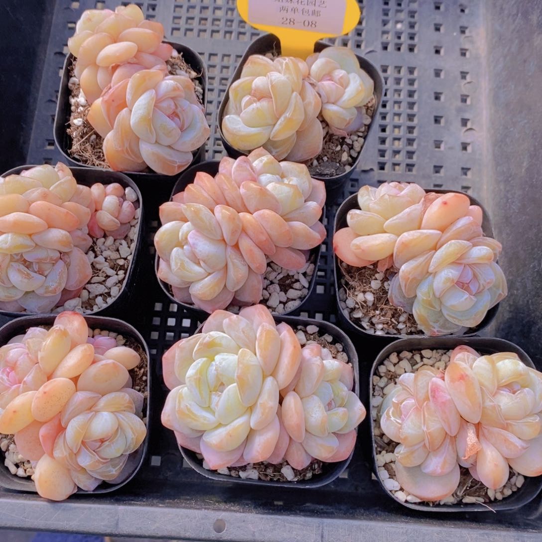 28-08-奶油太妃糖双头一个