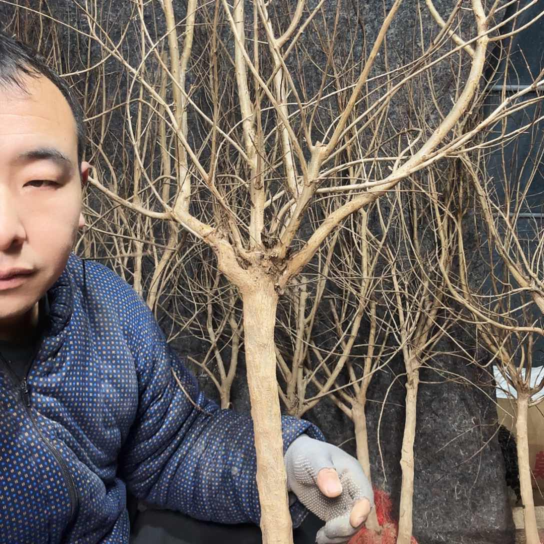 完全开放软籽石榴