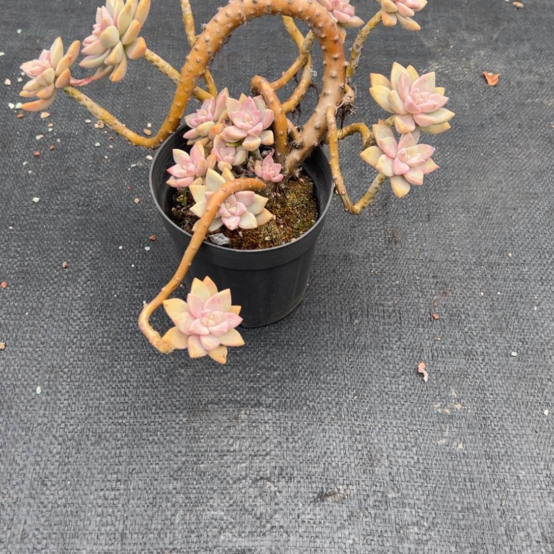 伊***陈淡雪多肉植物脱土
