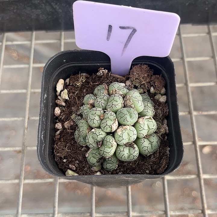 我也不知道我为什么要这样对