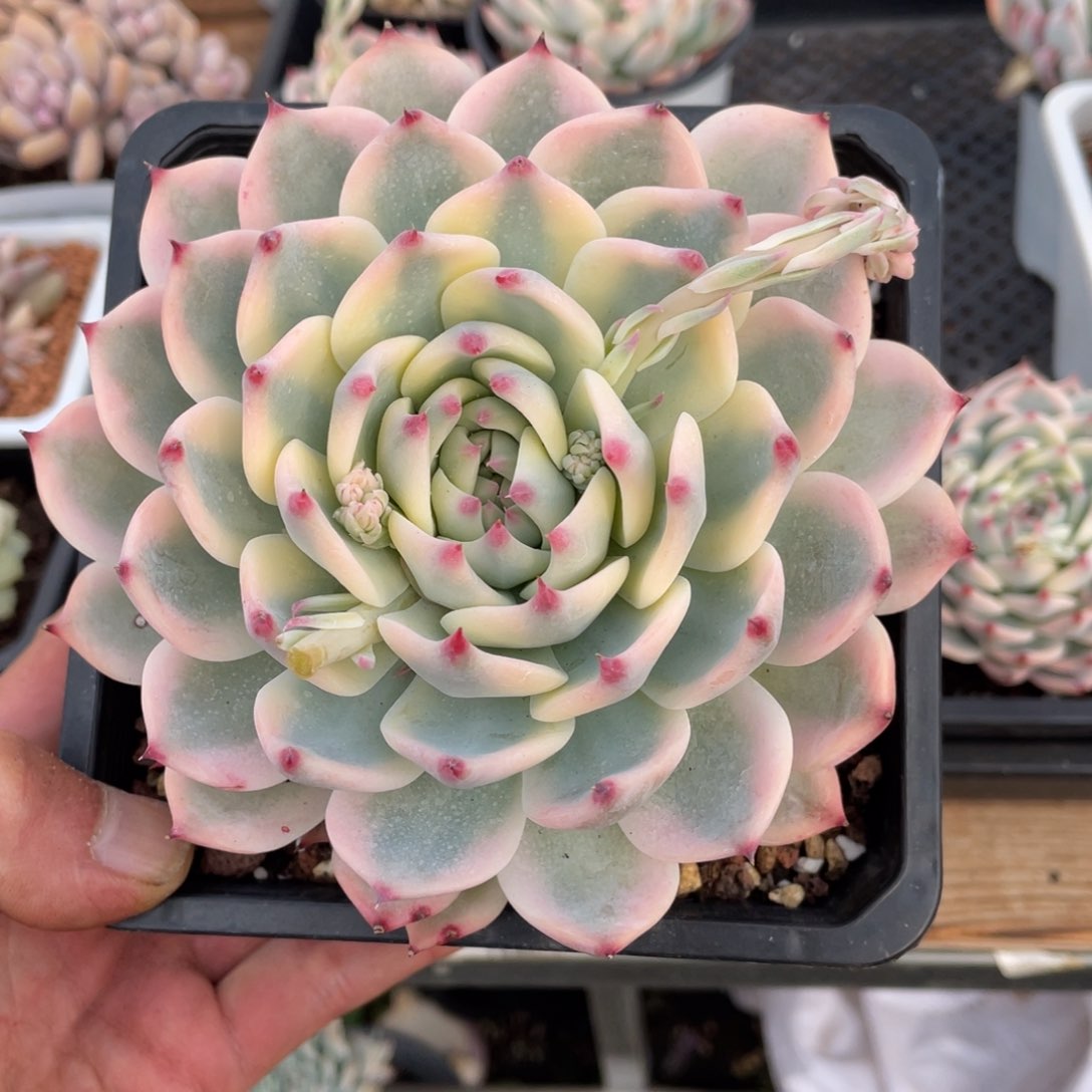 淘多肉吉娃娃锦一个