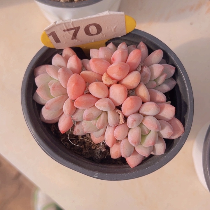 健健康康平平安安