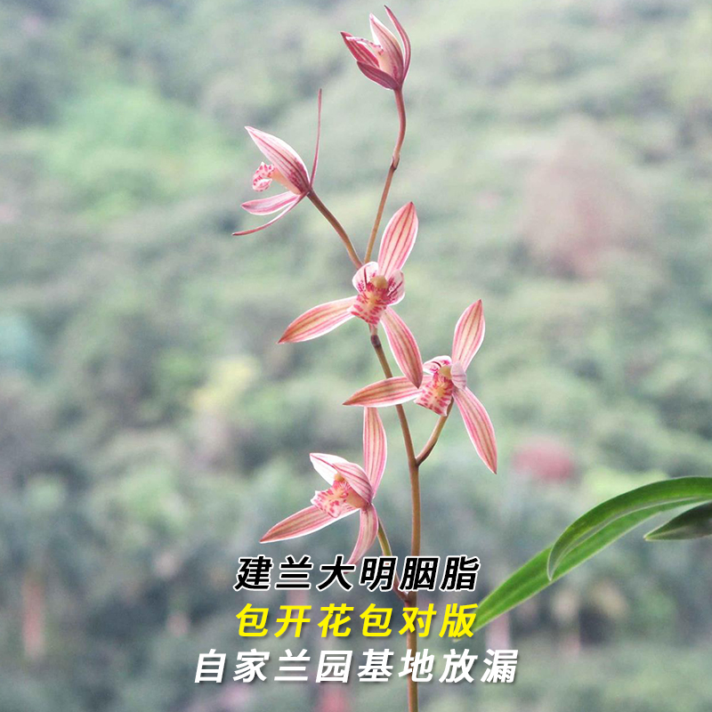 建兰名品【大明胭脂】终身包对版 假一赔十放心购买 当年开花