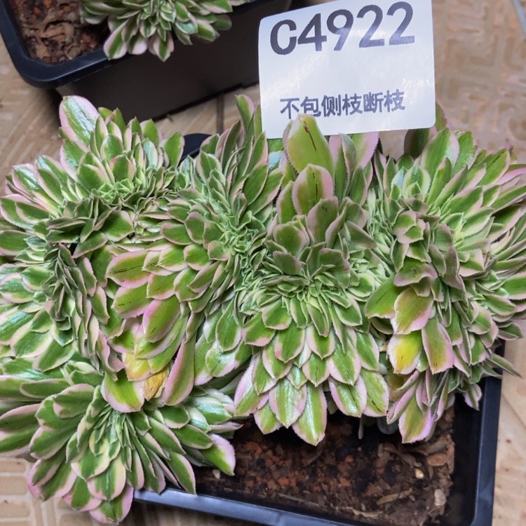 【闪购商品】4922多肉