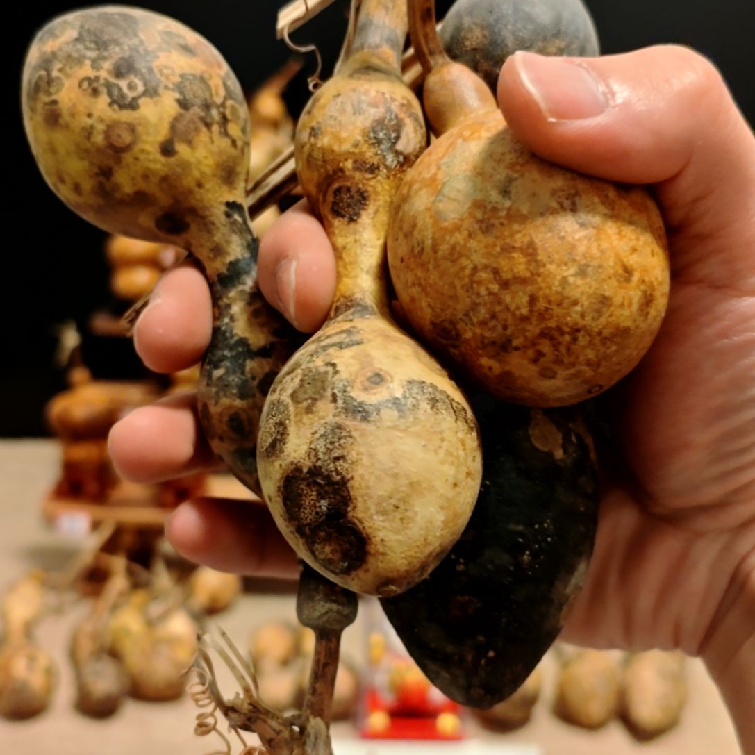 知***]直播间专拍葫芦葫芦