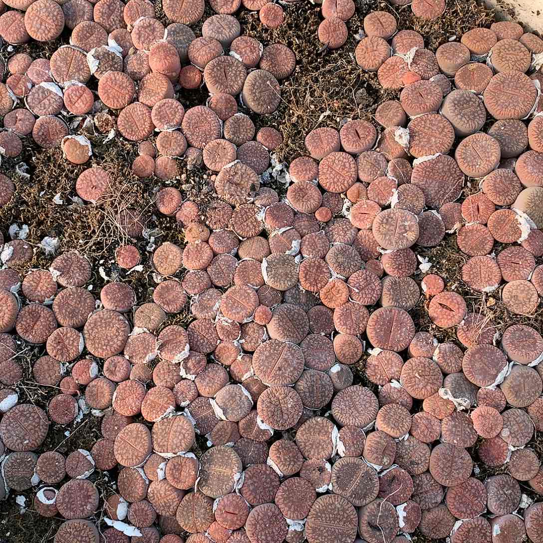 红流水十个一组多肉植物