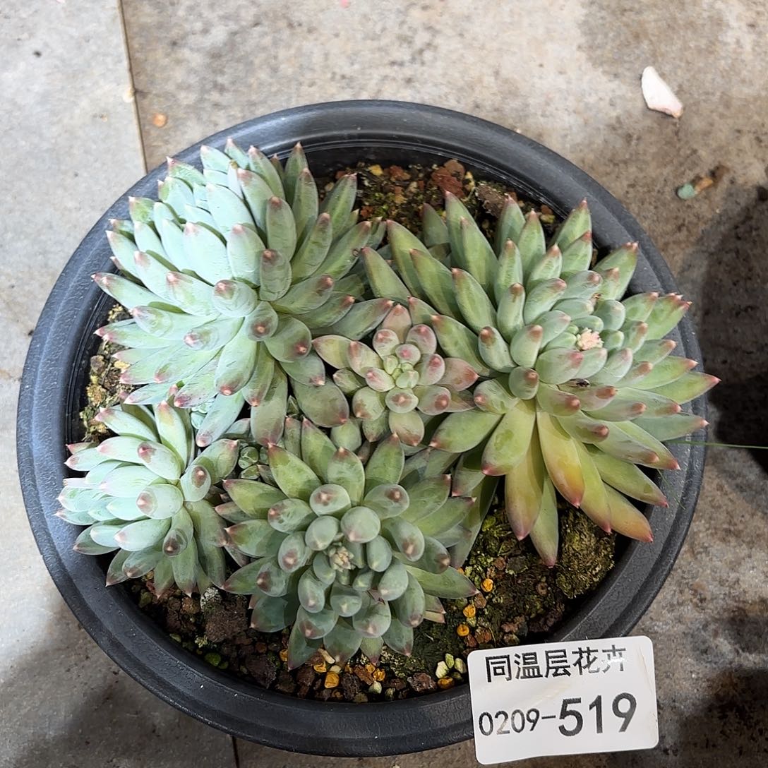 519流星雨同温层花卉