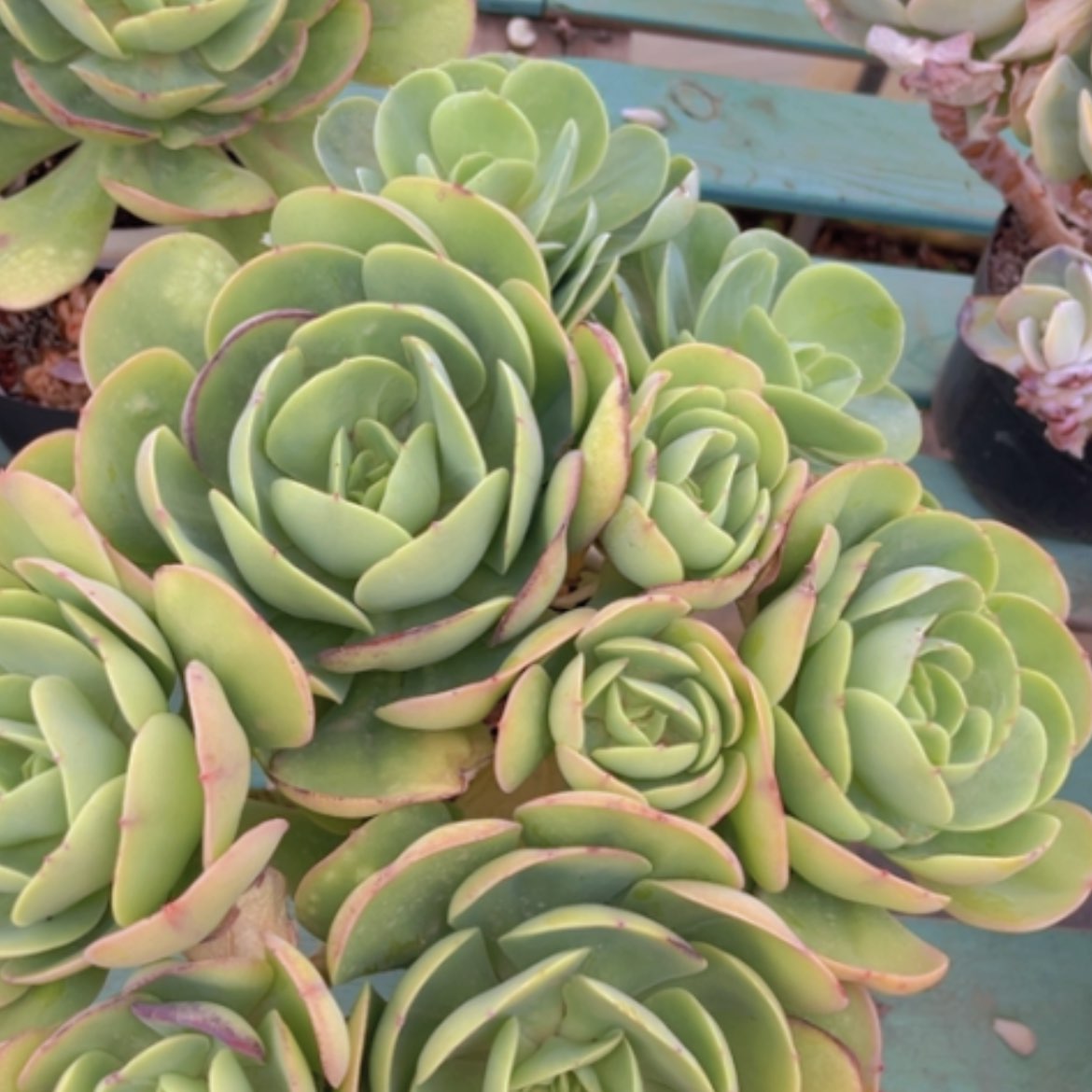 【闪购商品】碧桃1684