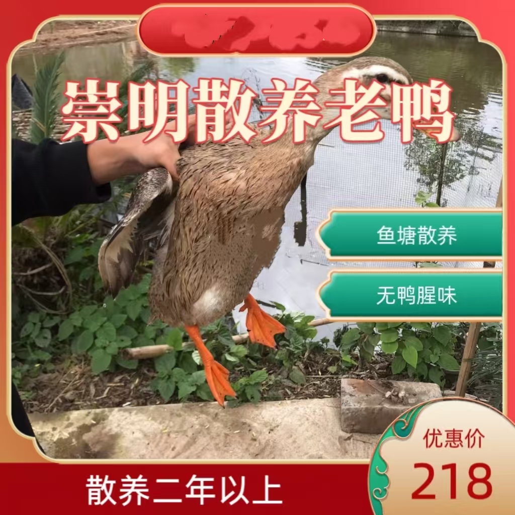 崇明散养老鸭   二年以上  净重2斤以上
