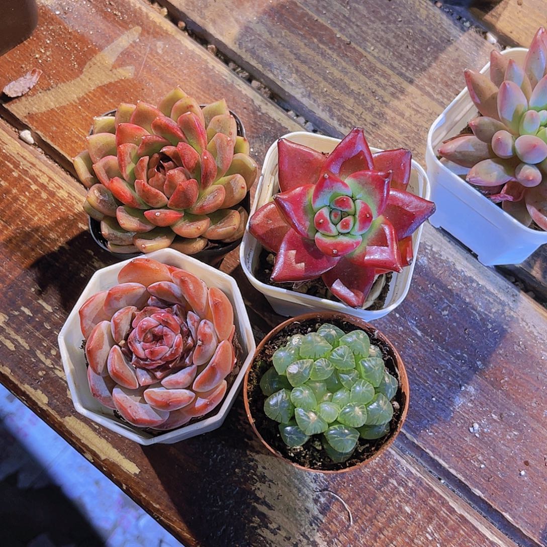 黑玫瑰。罗卡。溏心。姬雨露