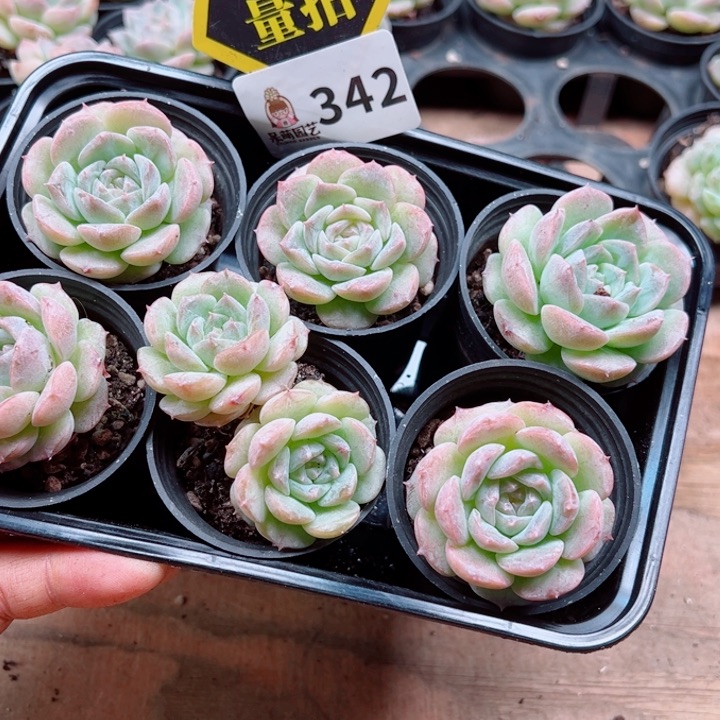 多肉植物多肉植物