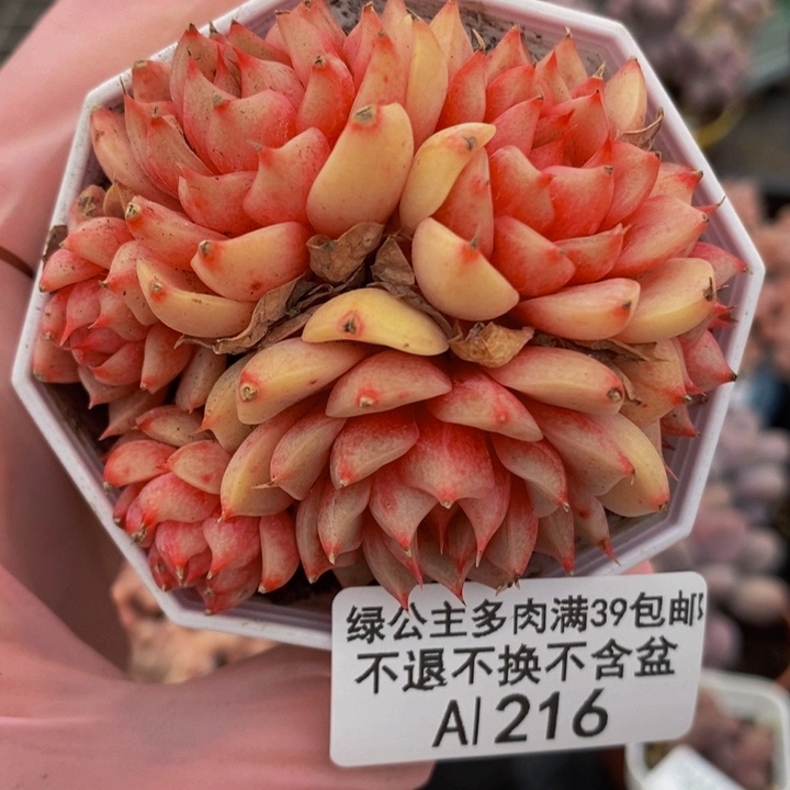 本吧6cm216多肉植物