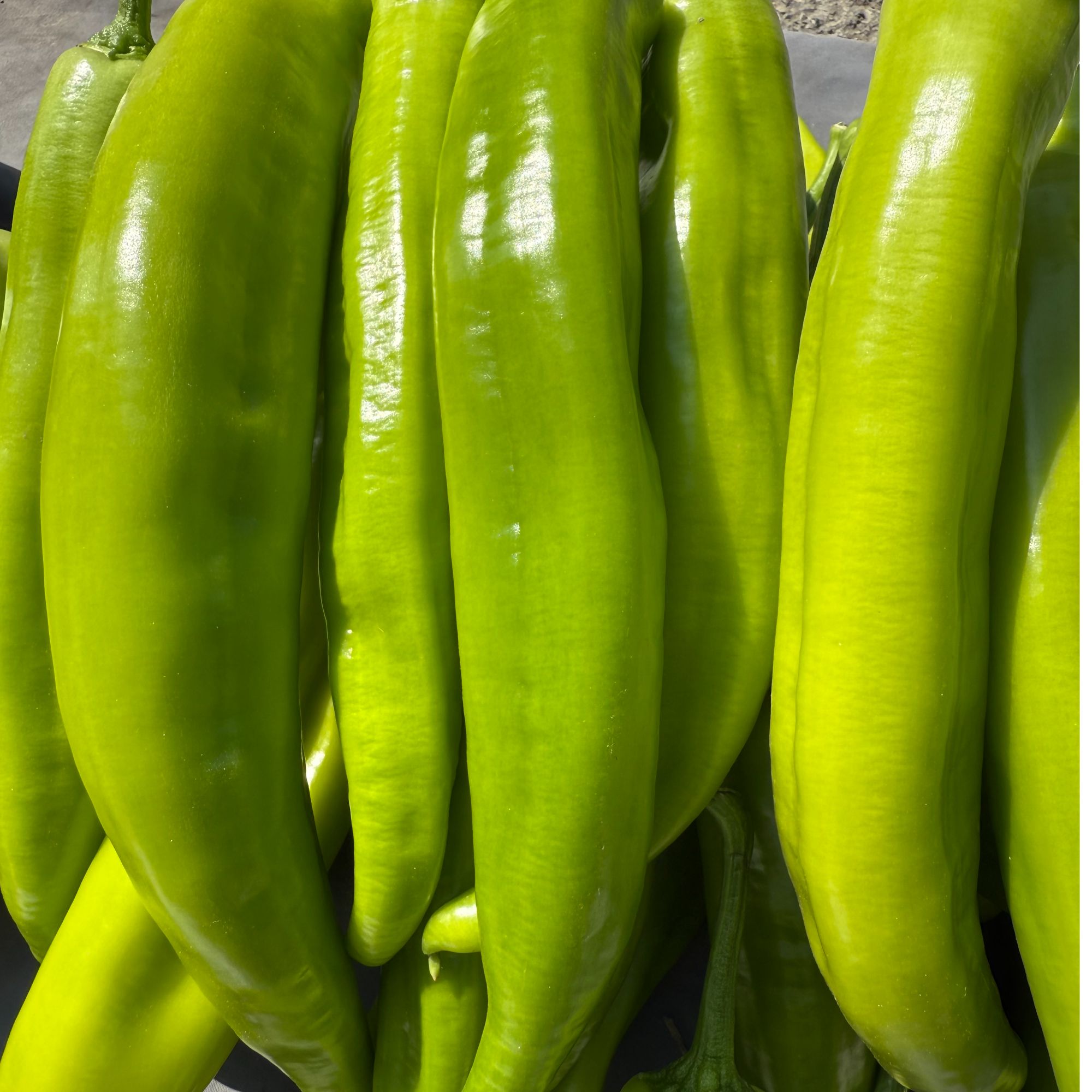 农家自种当季新鲜现摘现发薄皮尖椒