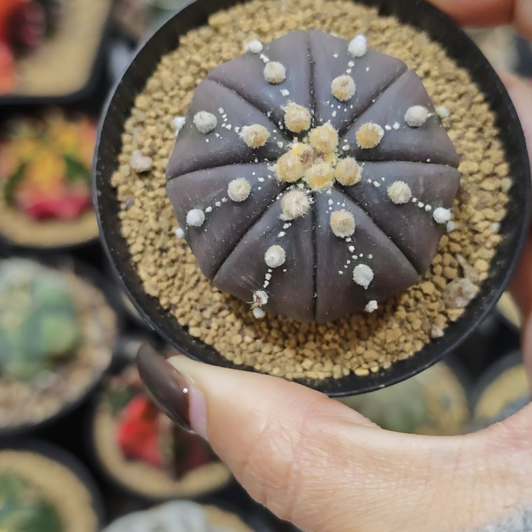 实生根紫皮连线兜