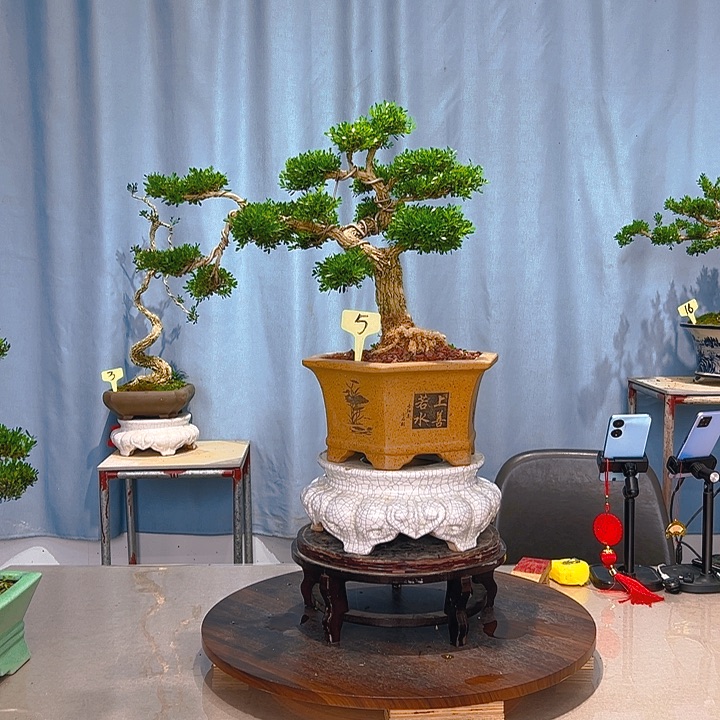 无花朵广东皱皮雀舌黄杨