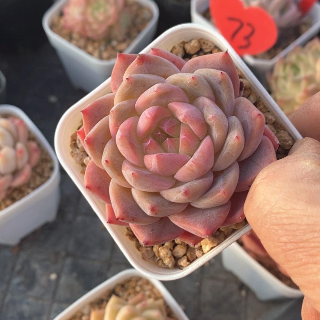 精品多肉一物一拍不包整81