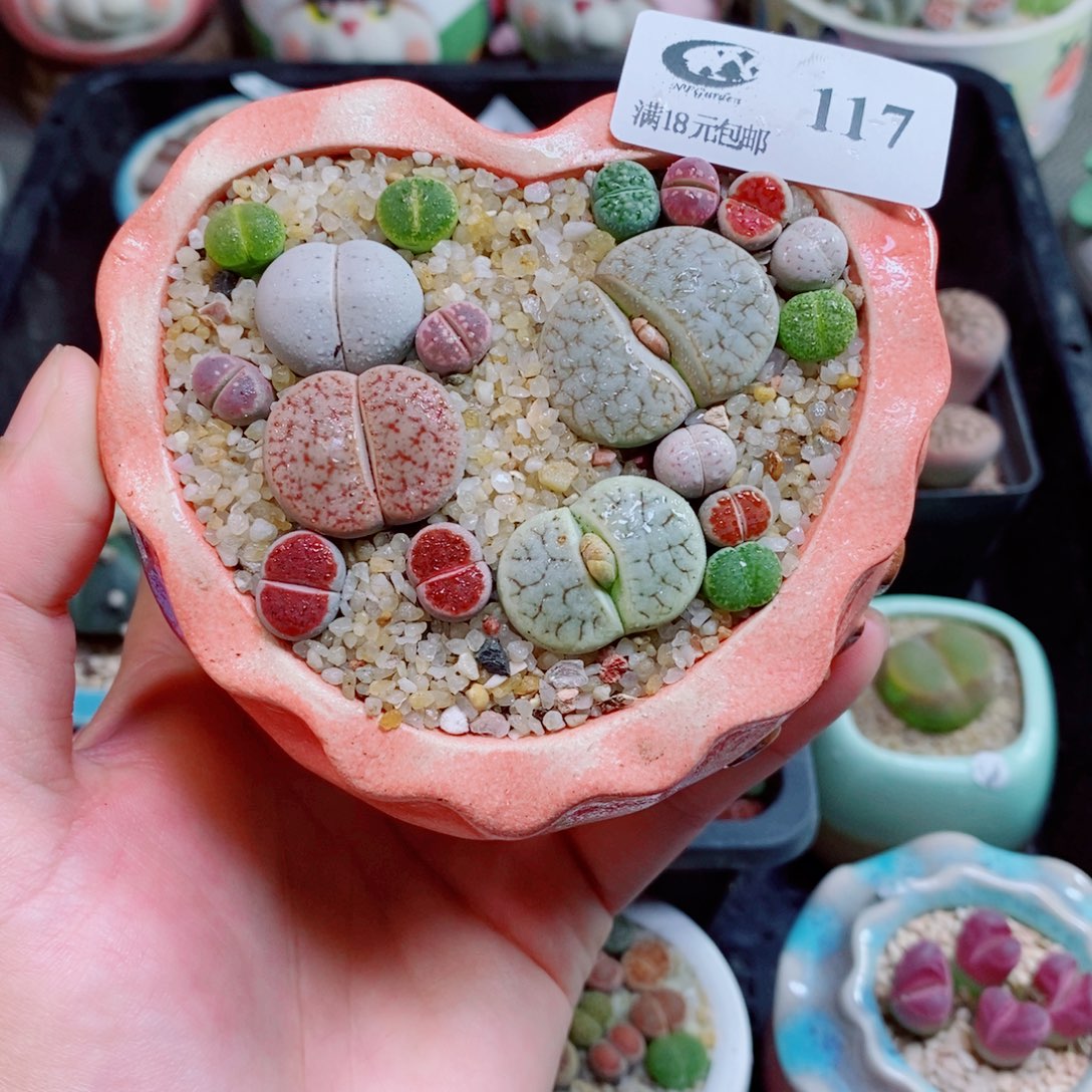生石花花花花花花117