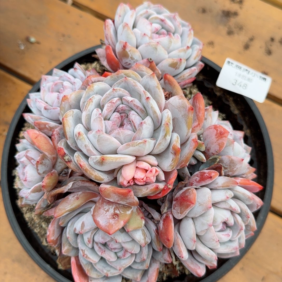 多肉植物石榴籽却348