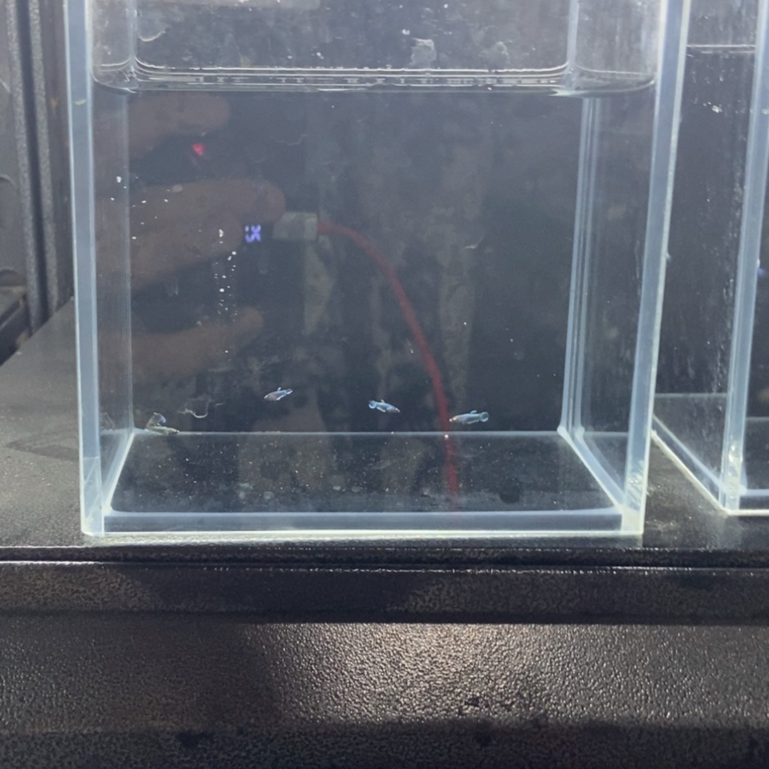 斗鱼包活不包损所见即所得186