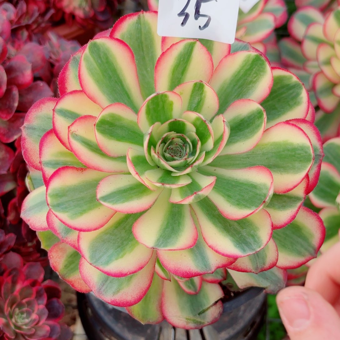 一物一拍多肉法师35