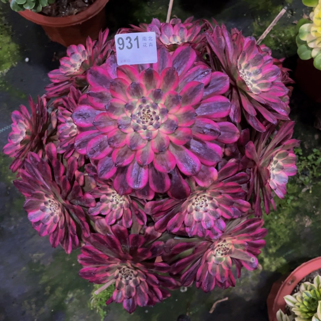 舞天姬0000000000931