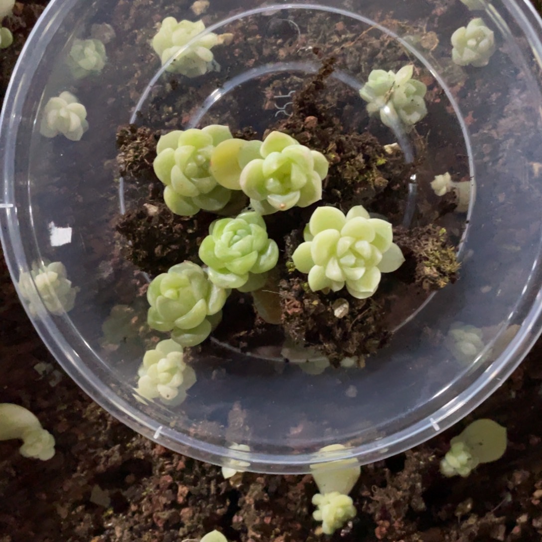 娟***娟现金财富一物一拍204