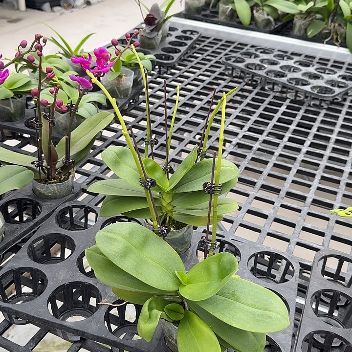 大部分开放少量花苞美杜莎