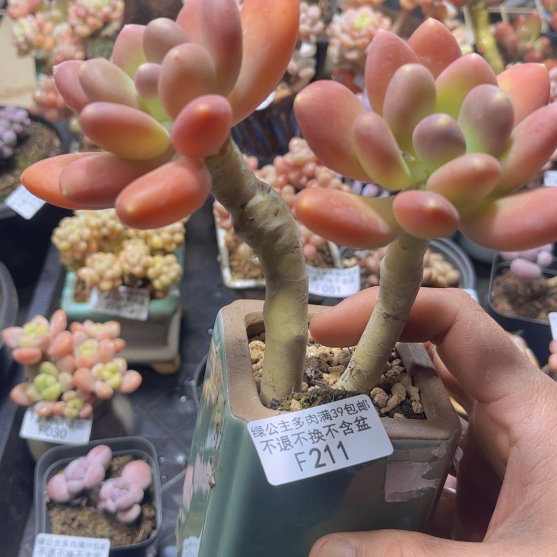 211芒果奶双头10cm多肉