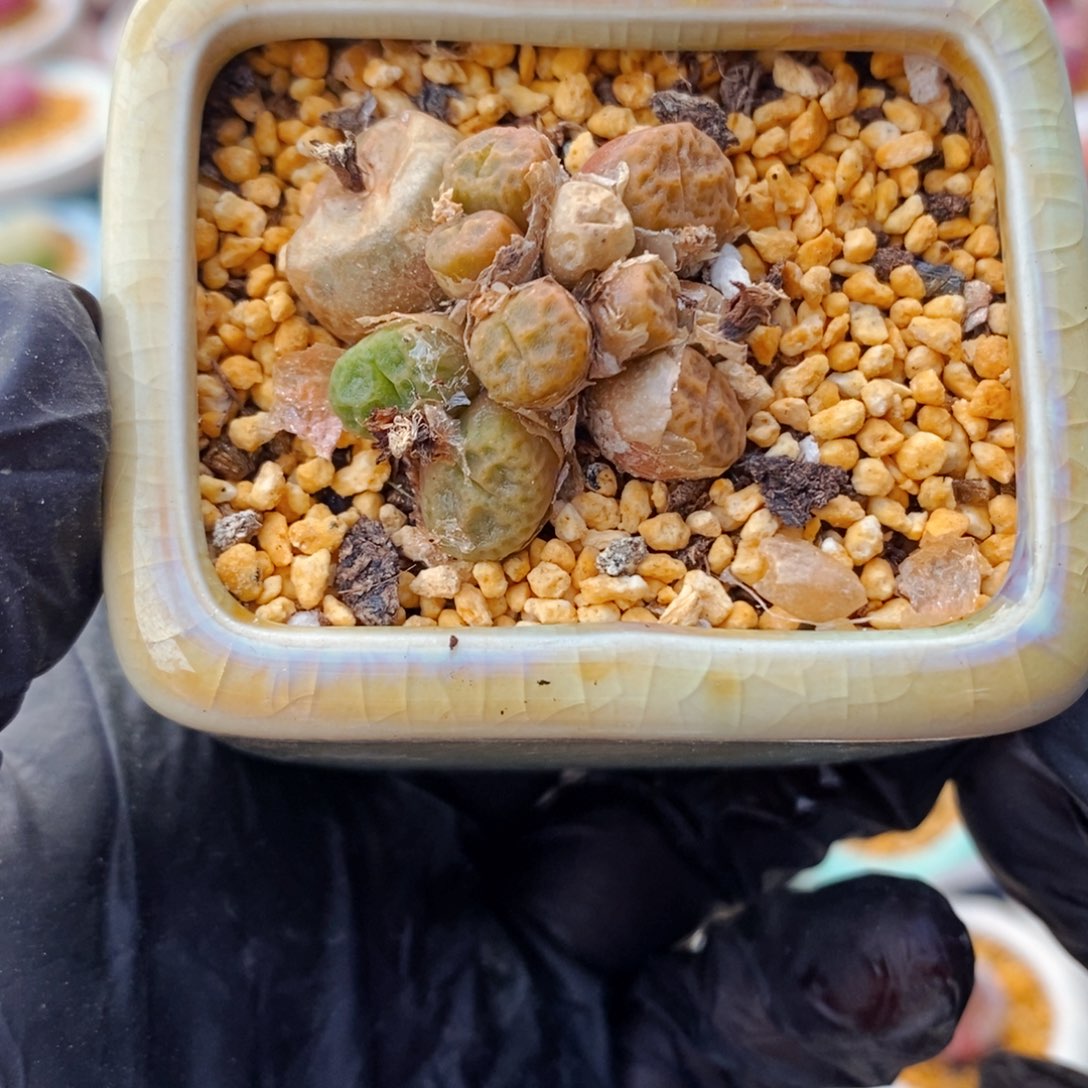 4991--一物一拍 带盆