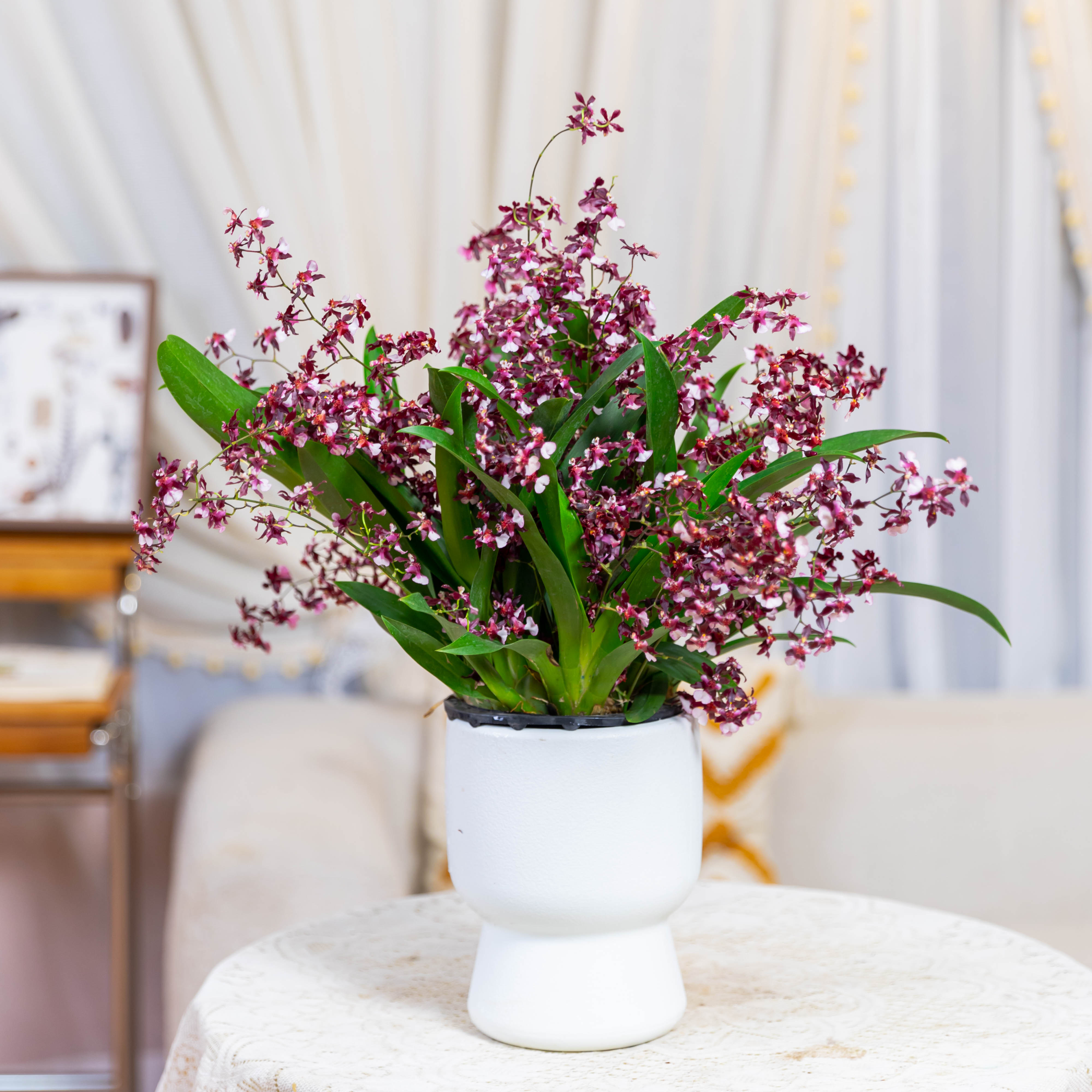 ［京东快递］梦香兰红色10-15支花剑带蘑菇盆 盆栽兰花名贵花卉