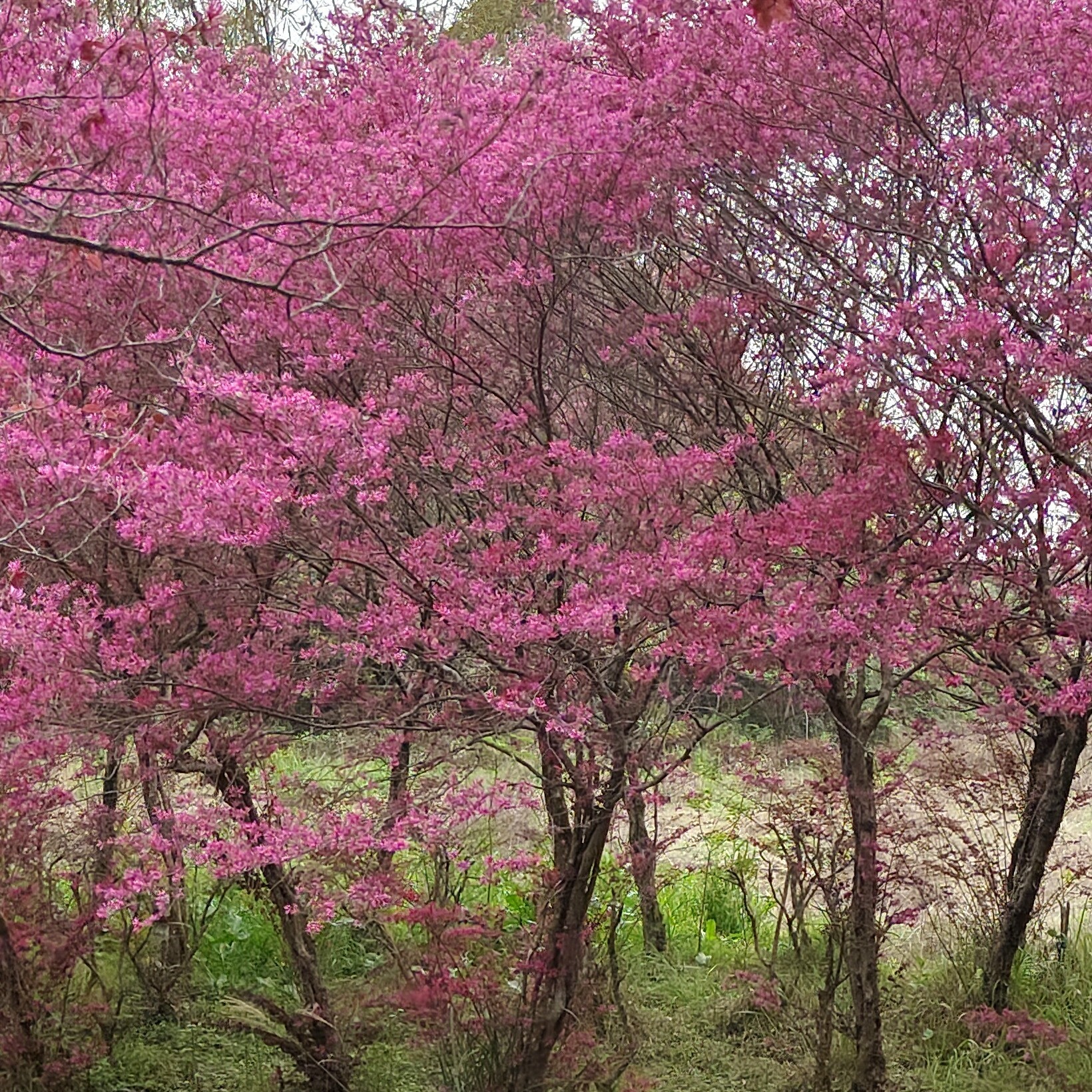 原生红花檵木，黑珍珠，爆花机器花期长，一物一拍