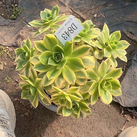 843星爆多肉法师锦