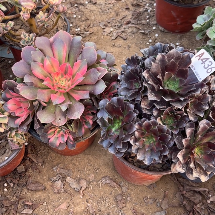 香妃花那436.多肉植物