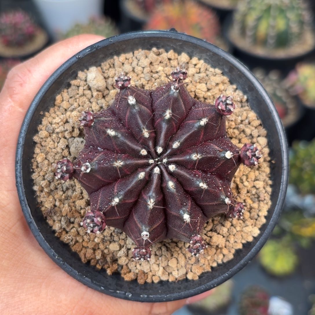 泰系实生米哈仙人球318