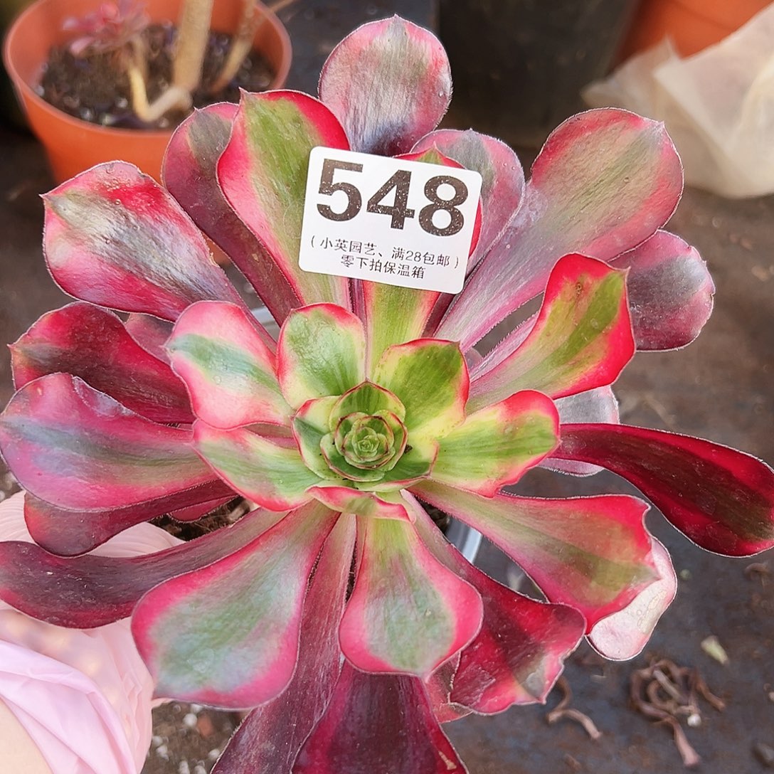 巫毒白548多肉植物多肉植物