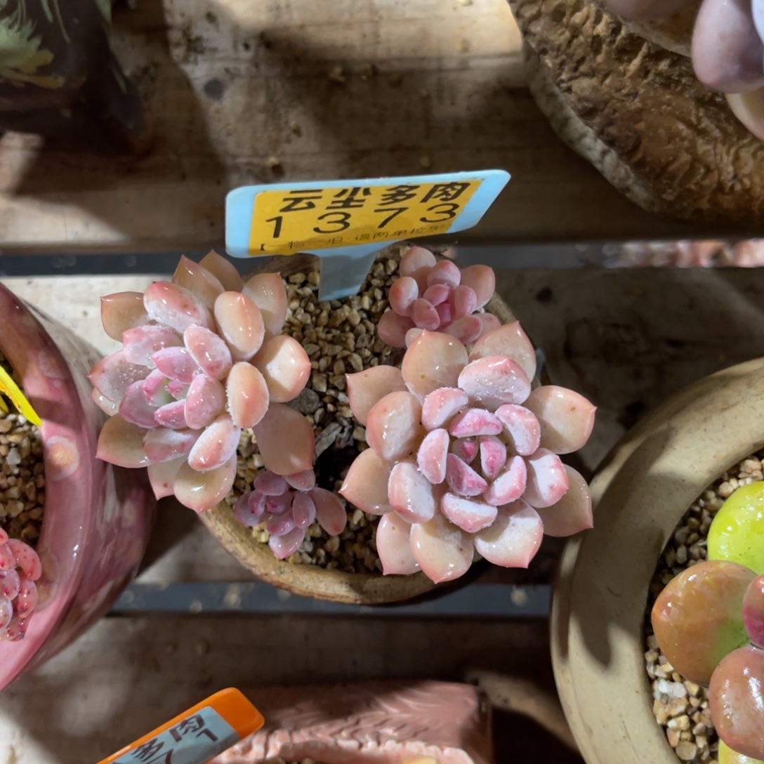 玄***益云尘多肉一物一拍不含盆1373，