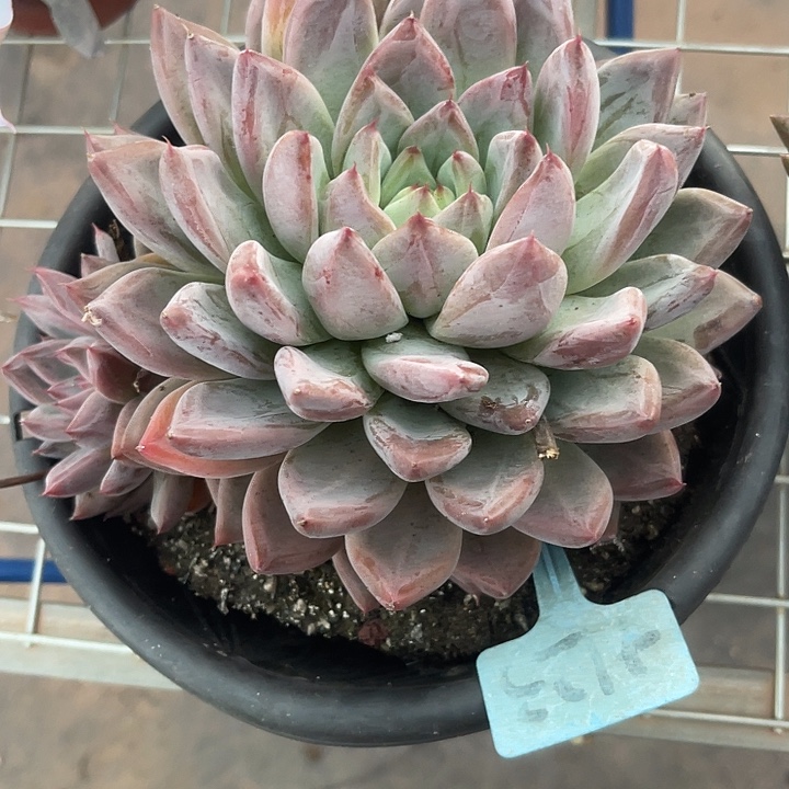 小****两单包邮，一物一拍，123