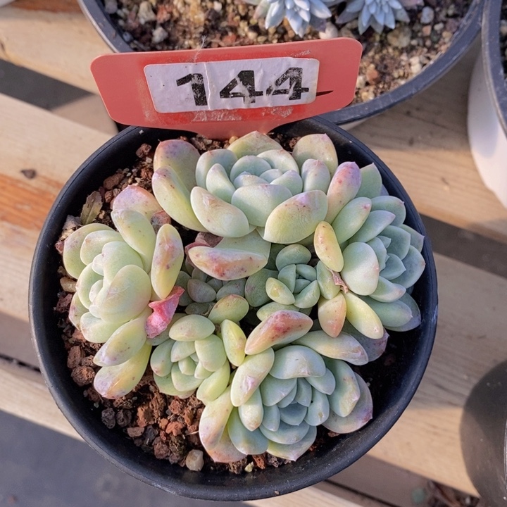 144号冰玉自然群7头