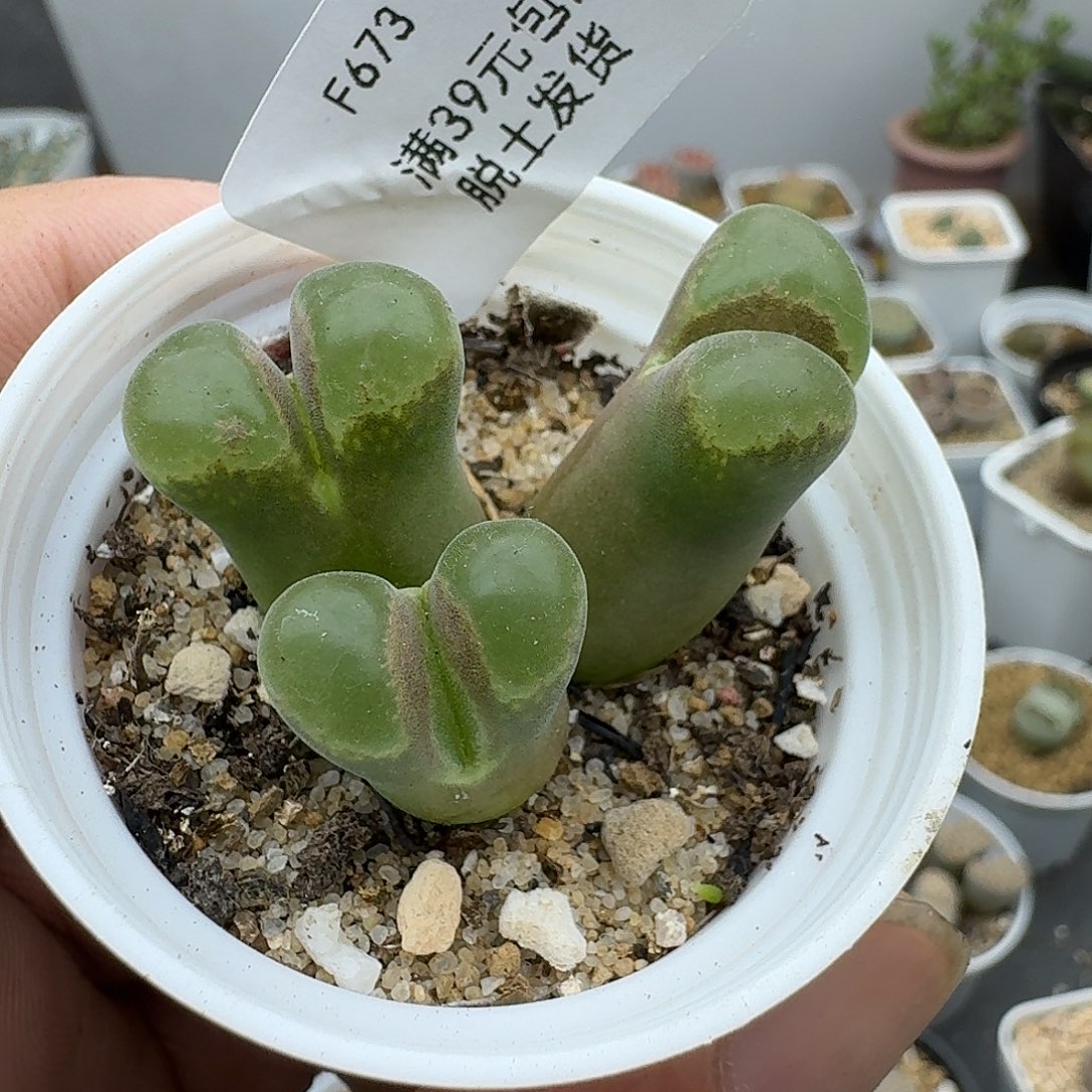 673多肉哈哈哈哈哈哈哈