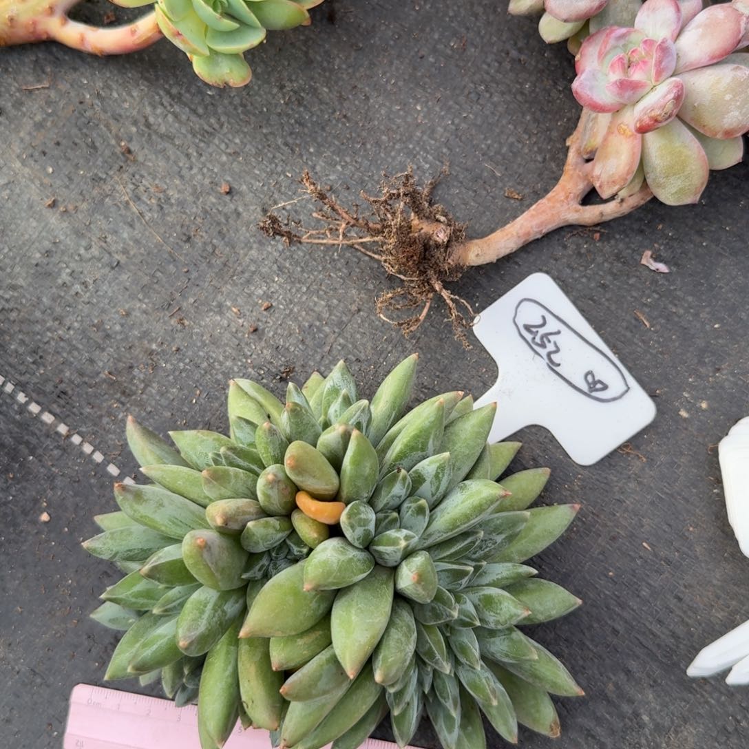 *****一物一拍重楼缀化252