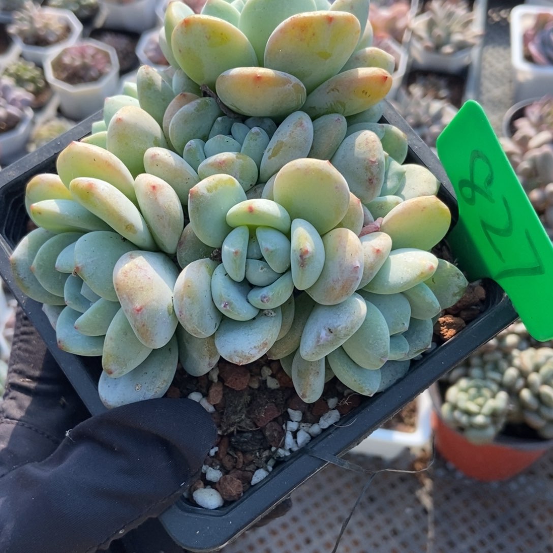 827冷香多肉植物多肉