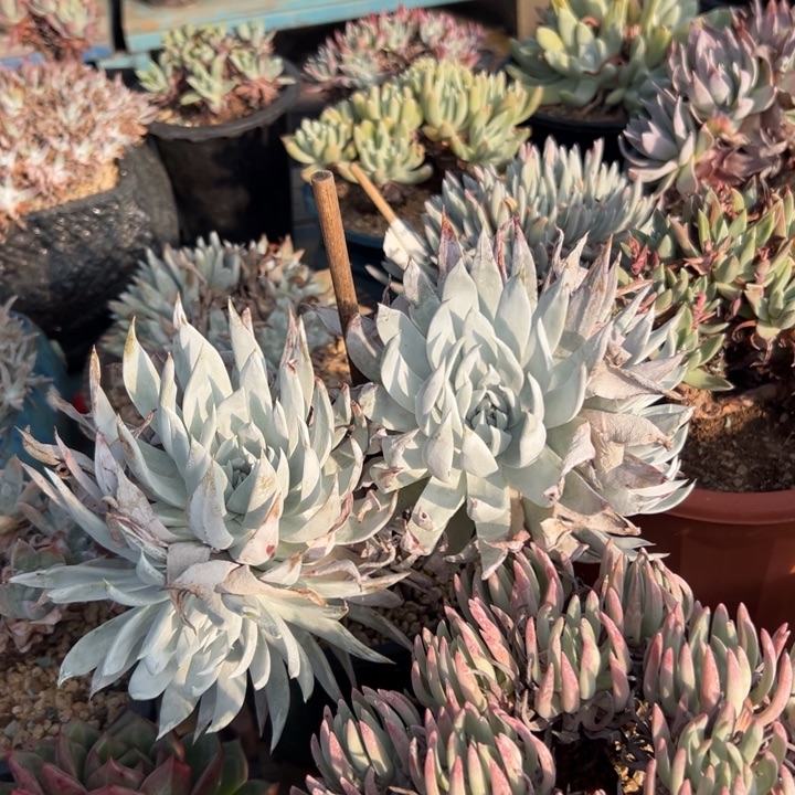 白衣圣徒～一物一拍2133