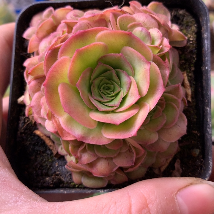 一物一拍四月天073