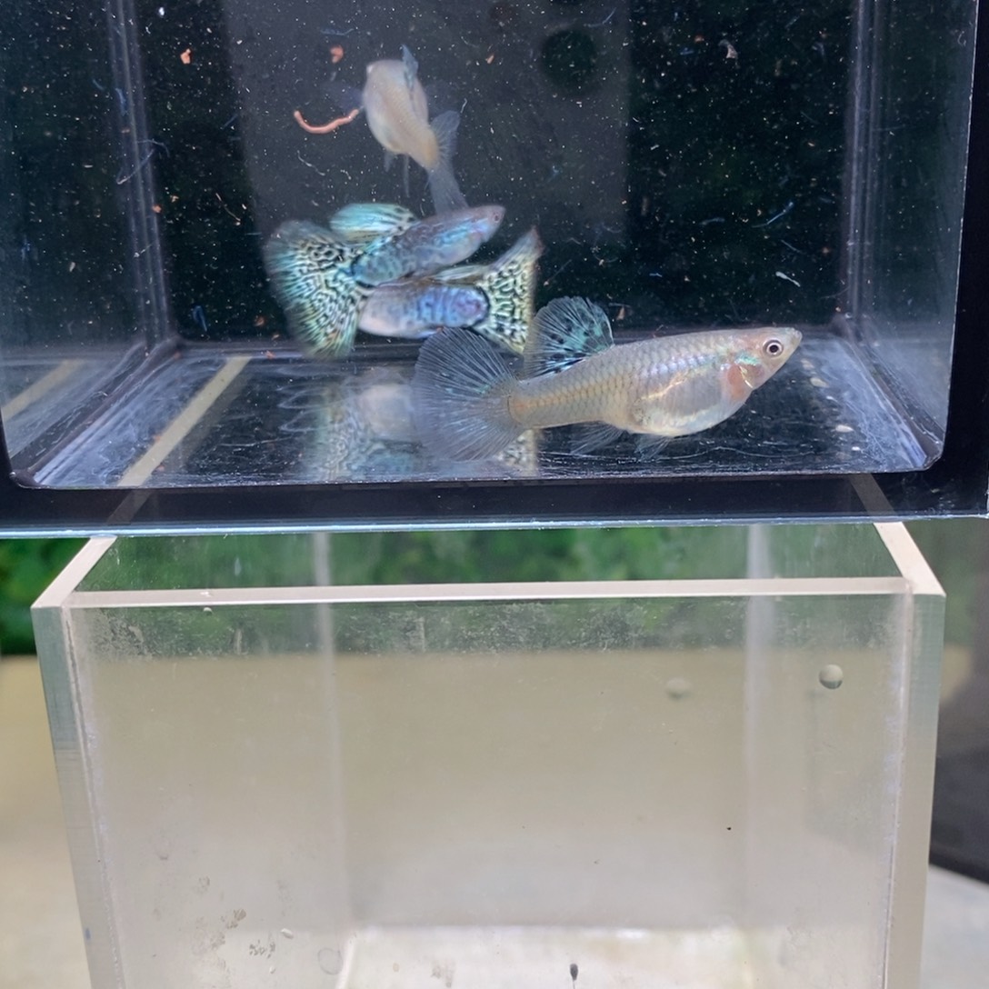 孔雀鱼蛇王两对搭背