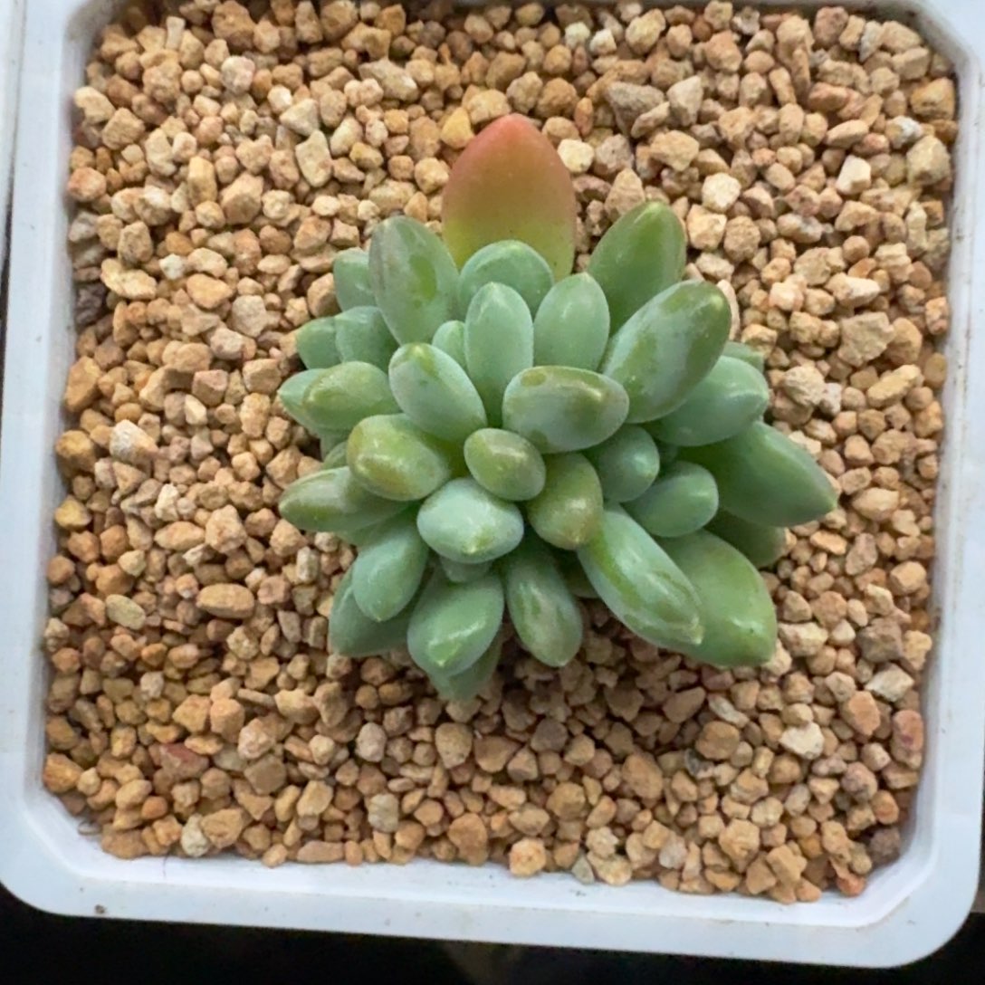 牛油果 4头 一物一拍