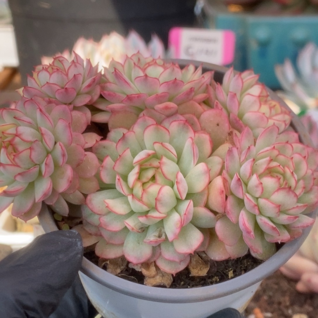 176黄覆轮梦幻玫瑰锦锦锦