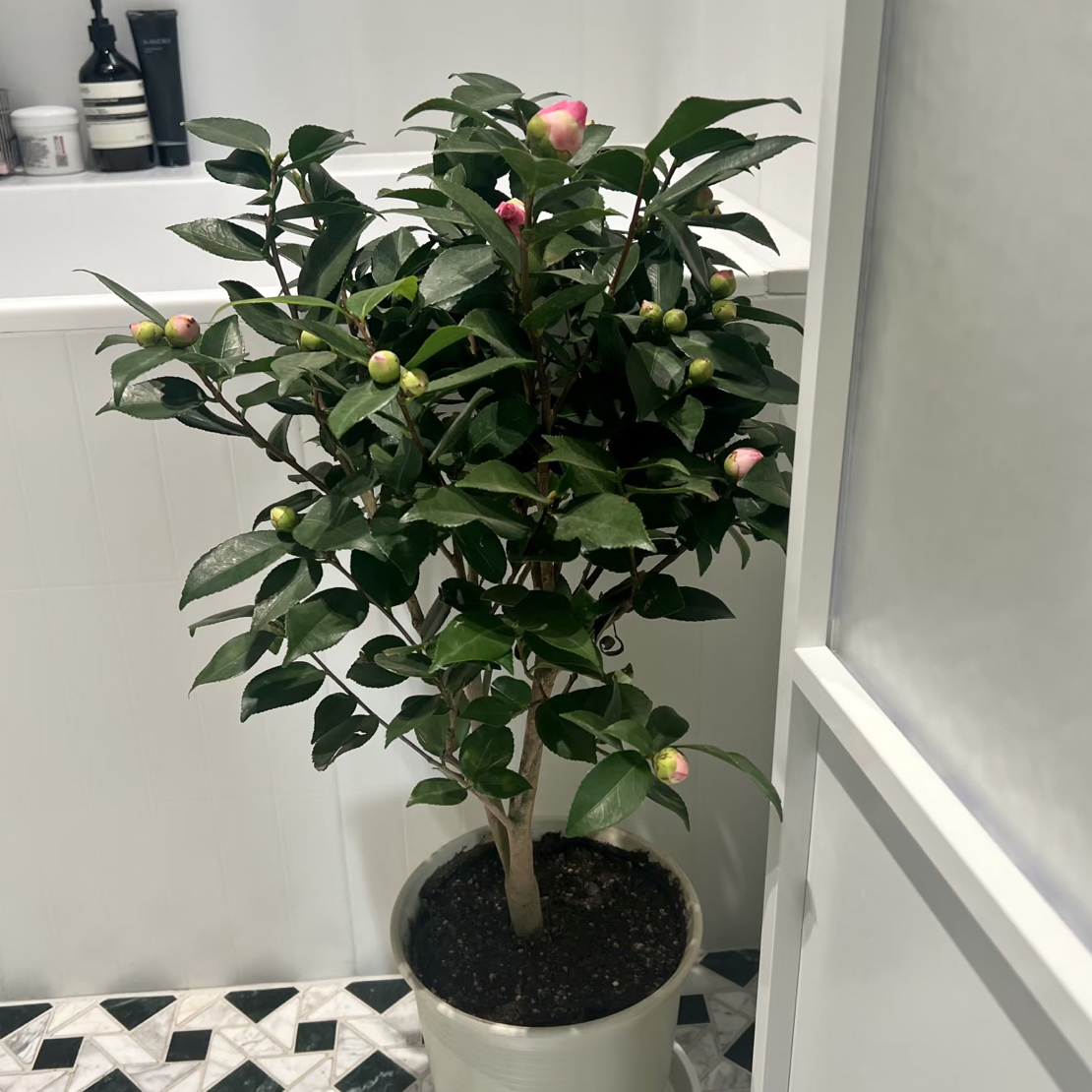 香妃茶花 庭院阳台盆栽花卉绿植 带花苞 黑色育苗盆原土发货 好养
