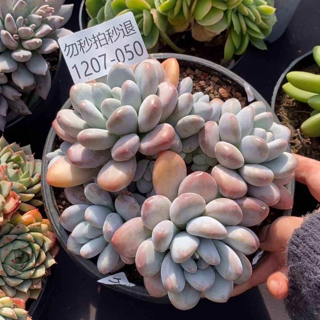 两单包邮1207-50香水