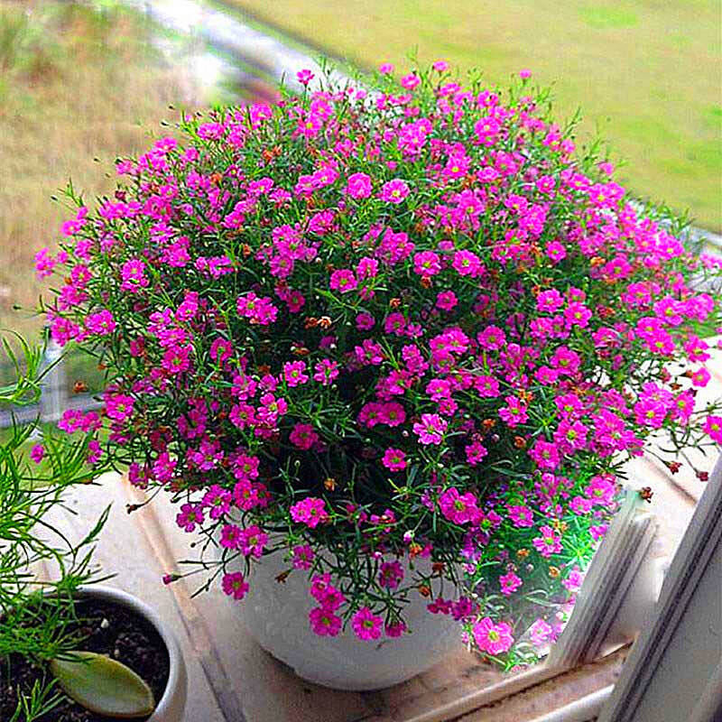 满天星种子 四季易活 盆栽种植简单春季阳台庭院花卉种子