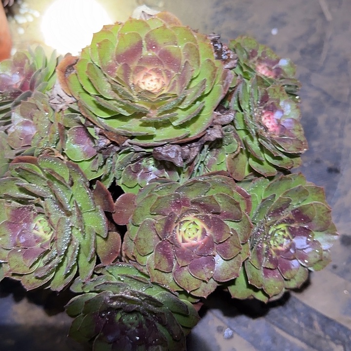 精品红心万圣节亏本福利